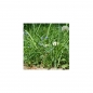 Preview: Photo Background - meadow - 20x10